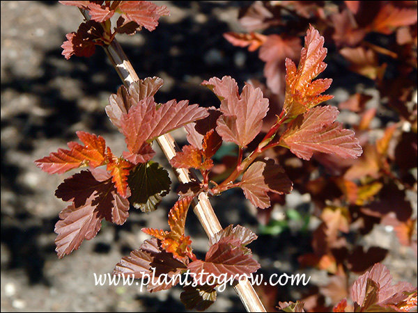 spring leaf color